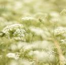 ���������� ���.