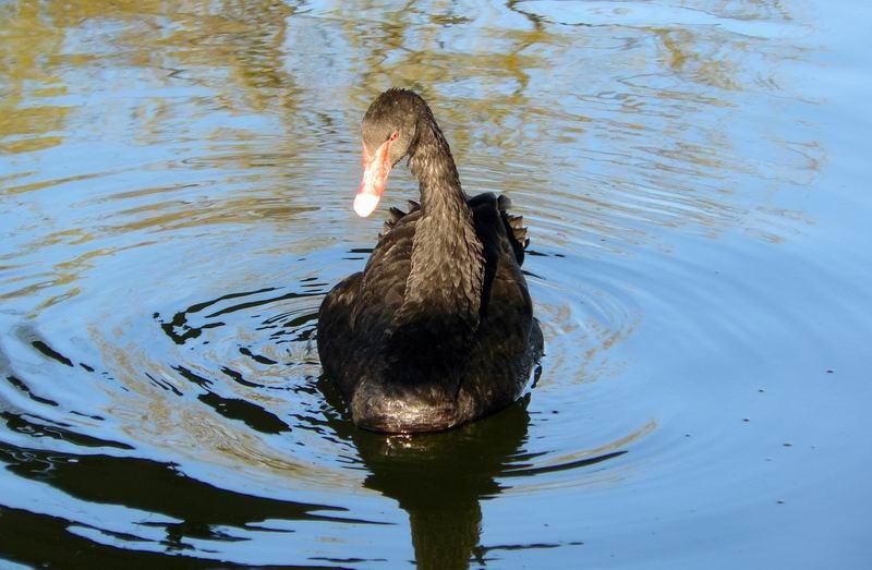 Black swan
