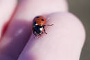 Ladybug 4