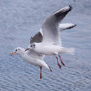 ������������