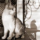 �������� ���������