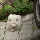 ��������� ����