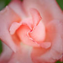 ��� ��������