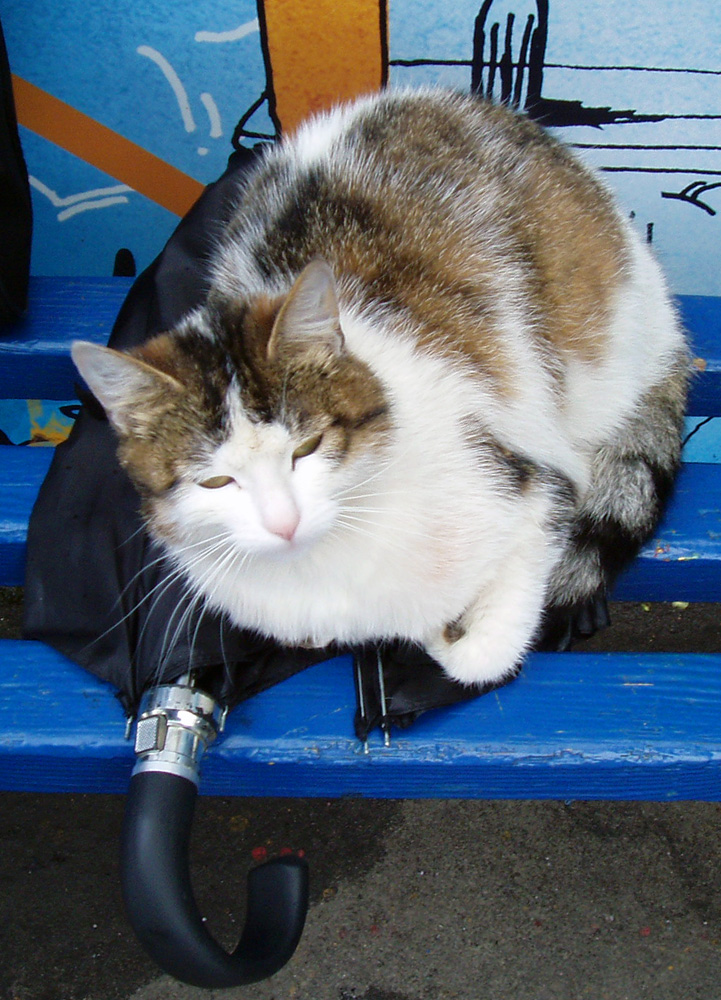 An Englishcat in Dp.