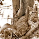 � ������ ����� � ���������� ...