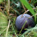 ����� �����