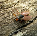 ������� ��� ��� ����