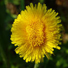 ���������-�������