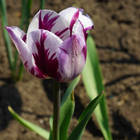 ������ ����