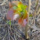 �������� ���������