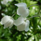 �������� �������