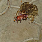 ������ ��������