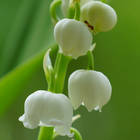 �������� �����������