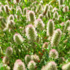 ������ ��������