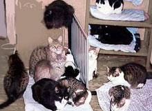 ���������� �������� ��������� ��� ���������? 