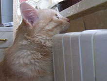 ��� ��� ������ - ��� �� � �������� 