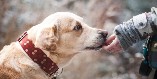 Днепр вошел в ТОП-3 по успешности работы с бездомными животными