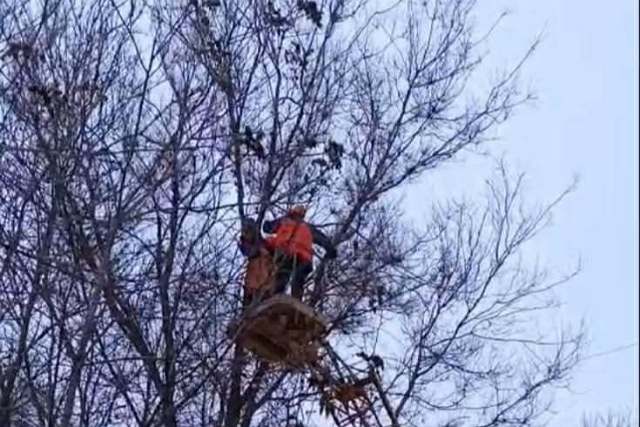 ���������� ������������ ��������� ����