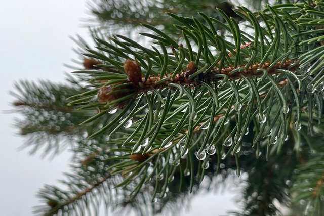 Дожди с мокрым снегом, гололедица, до 8° тепла, похолодание. Какую погоду прогнозируют с 6 по 10 января