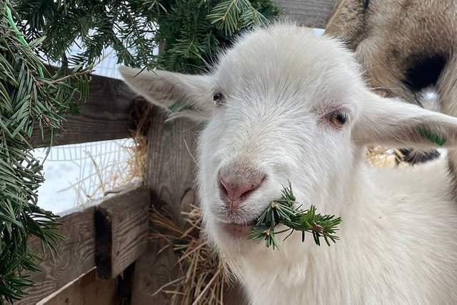 ���� ��� �������������� ��������: ��� ������� ���������������� ������������ ������������� ���������� ������