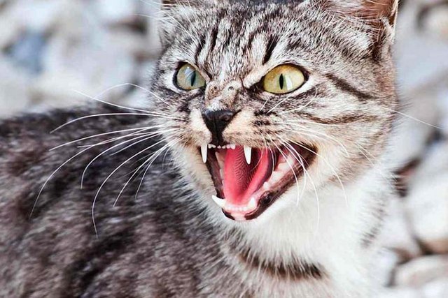 � ������������ �� ���������������� ��-�� �������� ���������� ���� ����� ��������