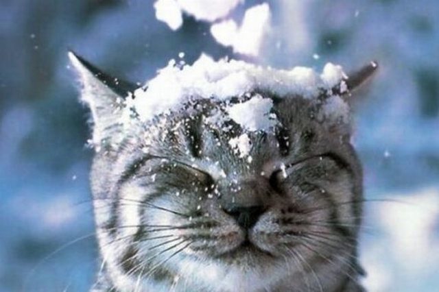 �����, ��������� �� -15 ��. ��� ������ ����������� �� ���������������� � 13 �� 17 ����