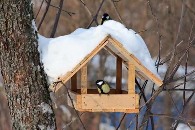 Чем и как правильно кормить птиц в парках Днепра