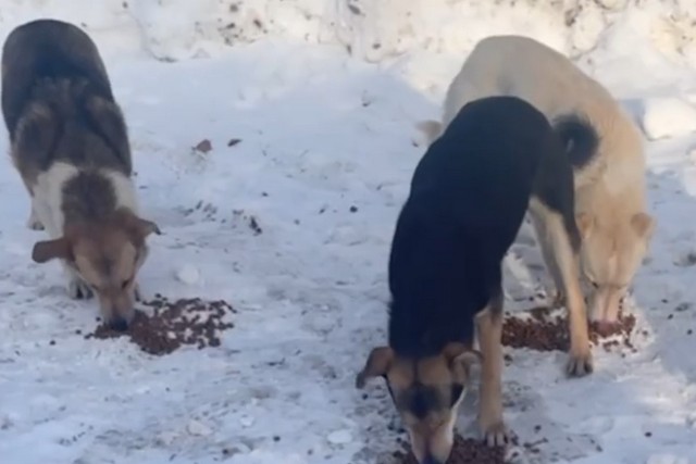 ����� ����� �����������: ��� ������ ������ �������� ��������� ��������