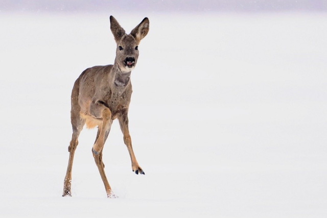 У Дніпровсько-Орельському заповіднику показали красу своїх козуль