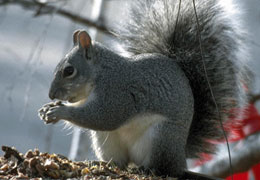 ��������� ������� �������� �� ��������� ���������