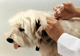 � ��������������� �������� ����������� ��������