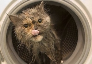 � ���������������� ��� 14 ����� �������� � ���������� �������