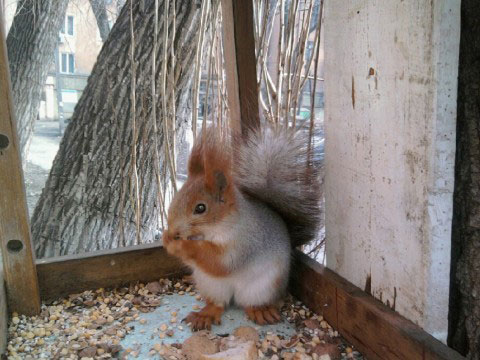 � ������ ���������������� ���������� �����