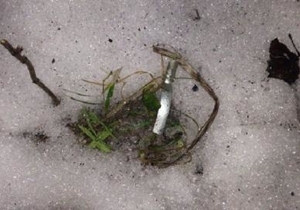 � ��������������� ��������� �������, ������� ������ ������� �� ���������� �������� ����