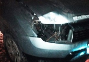 ���������������� ����������� ��������� ��������� ������������ ���