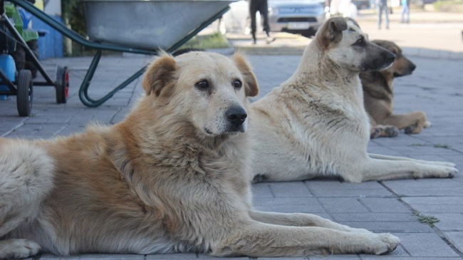 � ��������� �������� ���������� ���������