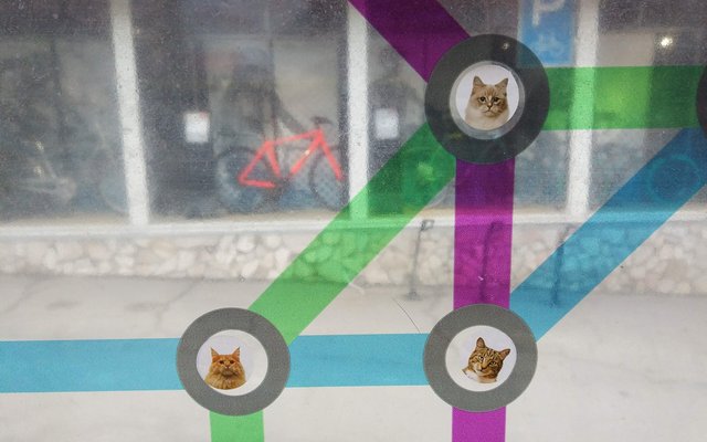 Позитивные котики на остановках поднимают настроение горожанам