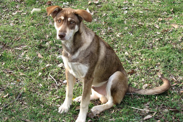 В Каменском отравили собак: полиция открыла уголовное производство