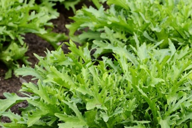 В Днепр из Италии привезли инфицированную рукколу