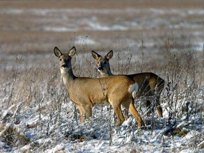 Нужна помощь: полицейские, зоозащитники и ветеринары спасают жизнь маленькой косуле
