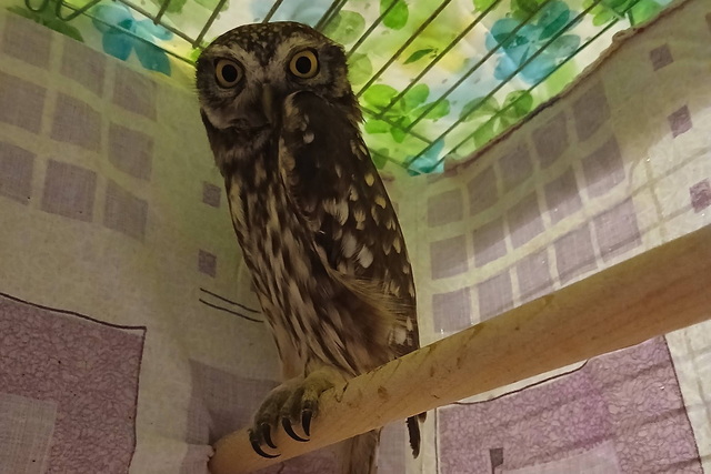 Как в Днепре спасают птиц, попавших в беду