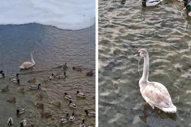 В Днепре на Победе лебедь проглотил рыбацкую снасть: нужна помощь