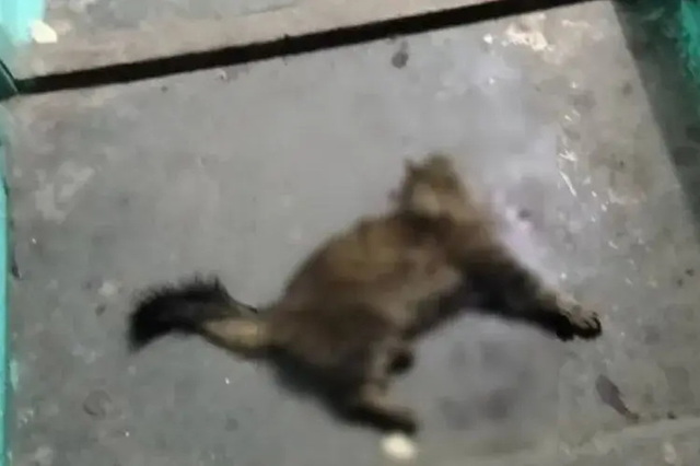 � ������ ���� ���� ������ ������ � �������� � 8-�� �����: ������ �������� ��������