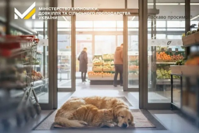Минэкономики рассказало, как бизнесу помогать бездомным животным во время морозов без нарушения норм
