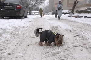 ���� ��������, ����� ��������� ������, ������ ��� ������