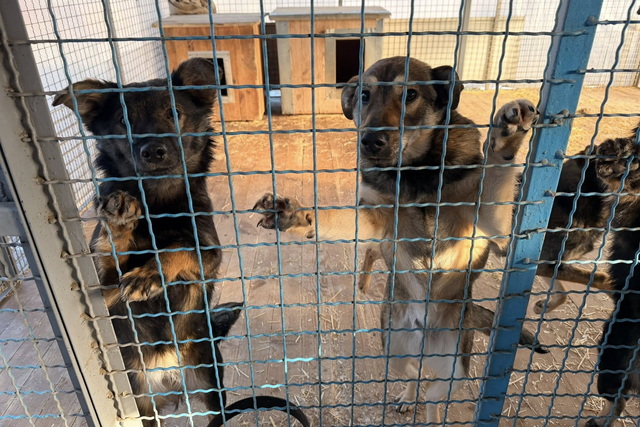 ��� ������� �������� ���������� �������� � ������