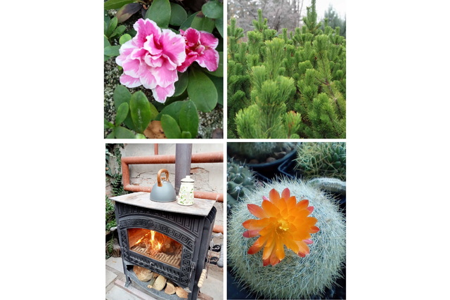 Как экзотические растения Ботсада Днепра спасают от холода