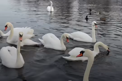 В Кривом Роге перезимовало рекордное количество лебедей
