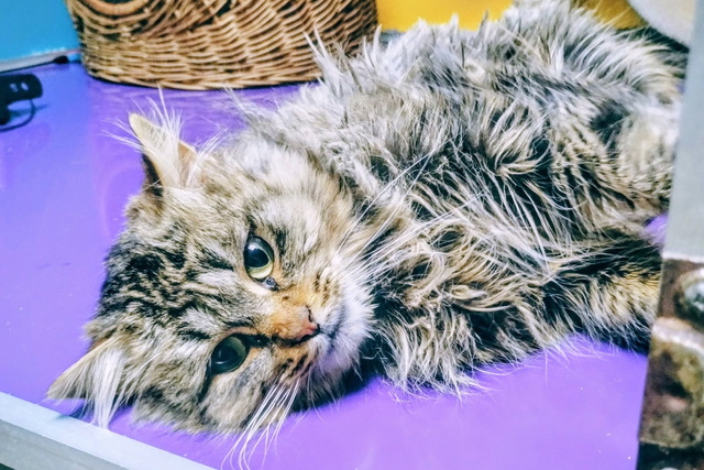 ����������� ������������ ����� ��������� ����� ���������� ����