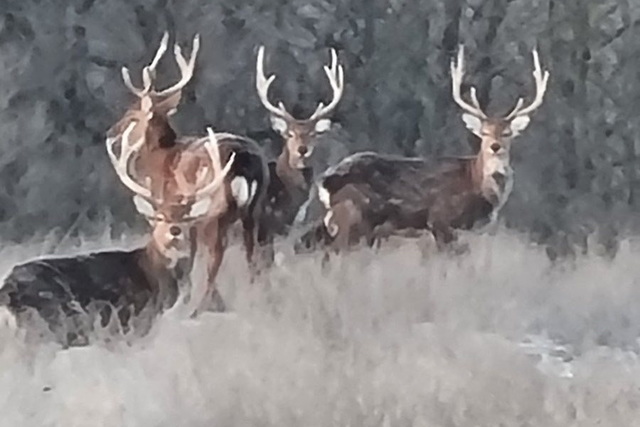 � ����������-��������� ����������� ��������� ���������� ���������� ������